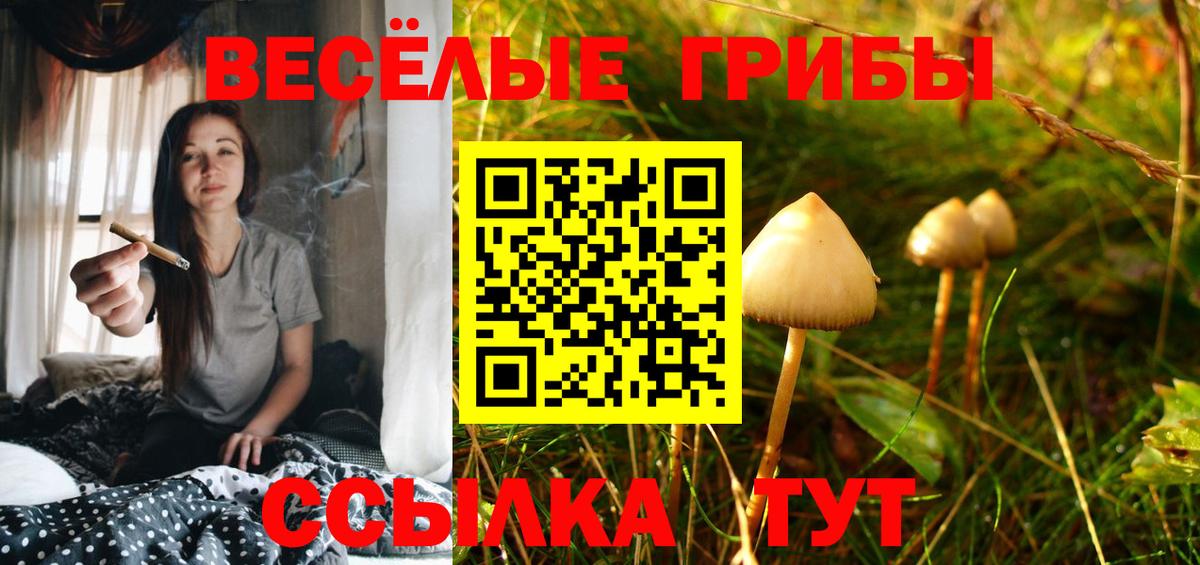 Галлюциногенные грибы GOLDEN TEACHER  Галлюциногенные грибы MAGIC MUSHROOMS  Тверь  Вход с VPN 